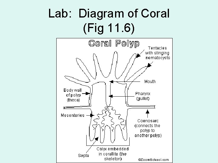 Lab: Diagram of Coral (Fig 11. 6) 