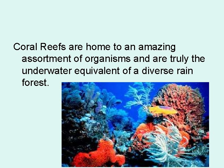 Coral Reefs are home to an amazing assortment of organisms and are truly the