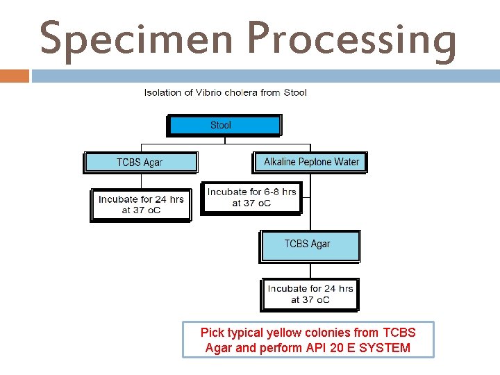 Specimen Processing Pick typical yellow colonies from TCBS Agar and perform API 20 E