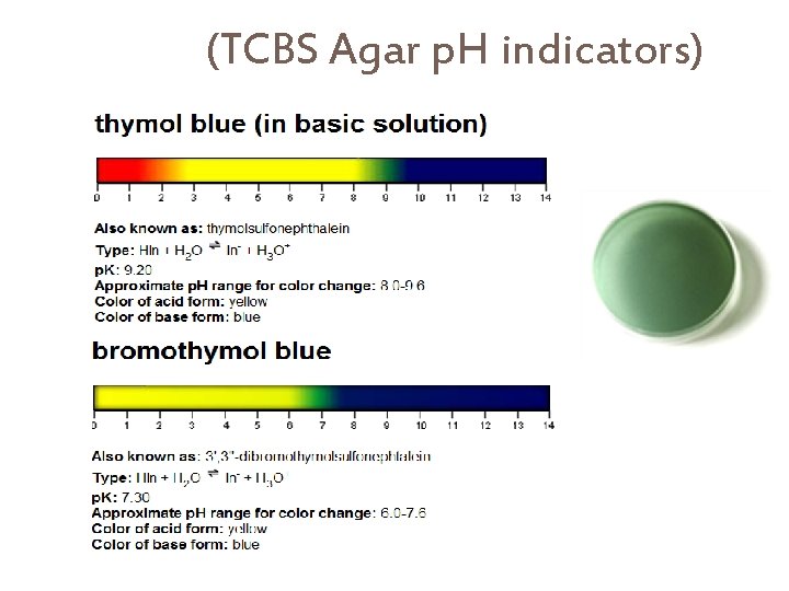 (TCBS Agar p. H indicators) 