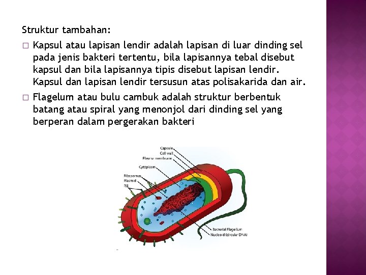 Struktur tambahan: � Kapsul atau lapisan lendir adalah lapisan di luar dinding sel pada Struktur tambahan: � Kapsul atau lapisan lendir adalah lapisan di luar dinding sel pada