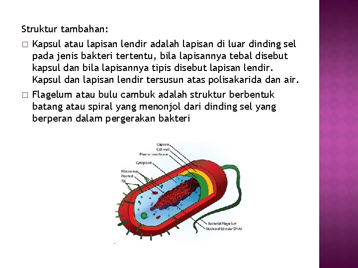 Struktur tambahan: � Kapsul atau lapisan lendir adalah lapisan di luar dinding sel pada