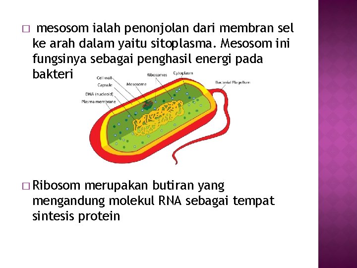 � mesosom ialah penonjolan dari membran sel ke arah dalam yaitu sitoplasma. Mesosom ini