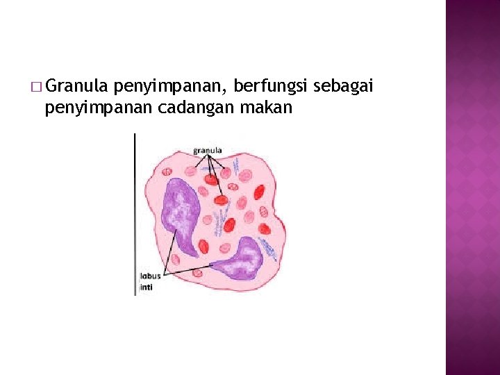 � Granula penyimpanan, berfungsi sebagai penyimpanan cadangan makan 