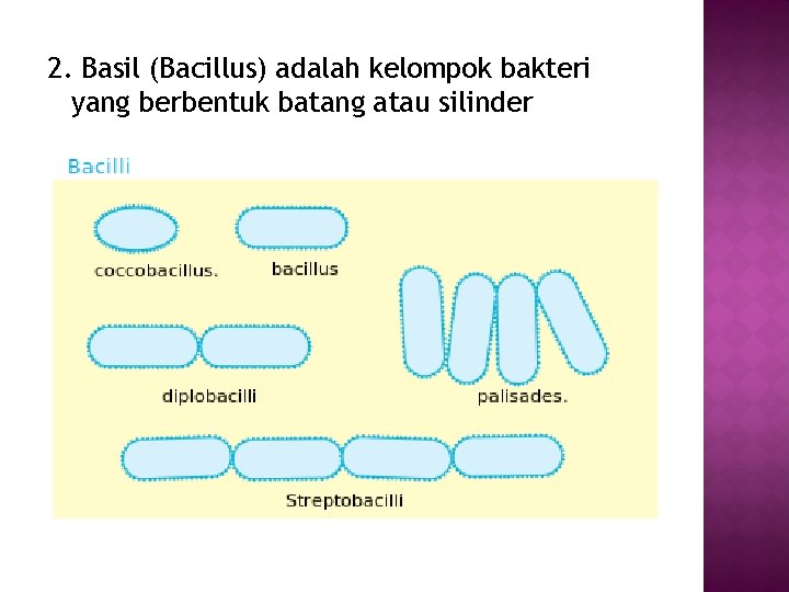 2. Basil (Bacillus) adalah kelompok bakteri yang berbentuk batang atau silinder 2. Basil (Bacillus) adalah kelompok bakteri yang berbentuk batang atau silinder