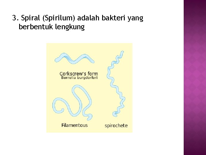3. Spiral (Spirilum) adalah bakteri yang berbentuk lengkung 3. Spiral (Spirilum) adalah bakteri yang berbentuk lengkung