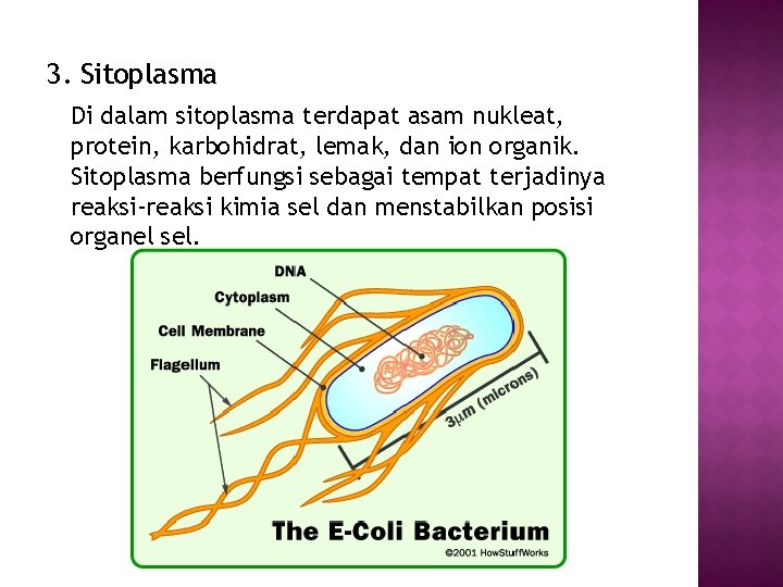 3. Sitoplasma Di dalam sitoplasma terdapat asam nukleat, protein, karbohidrat, lemak, dan ion organik.