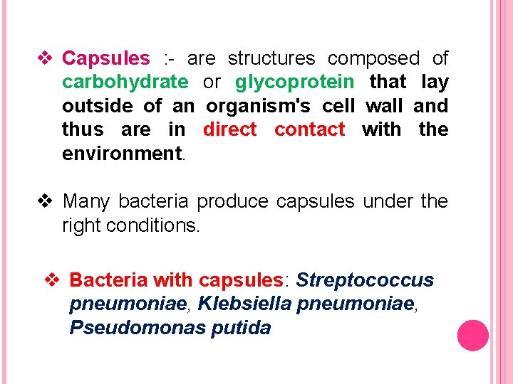 v Capsules : - are structures composed of carbohydrate or glycoprotein that lay outside