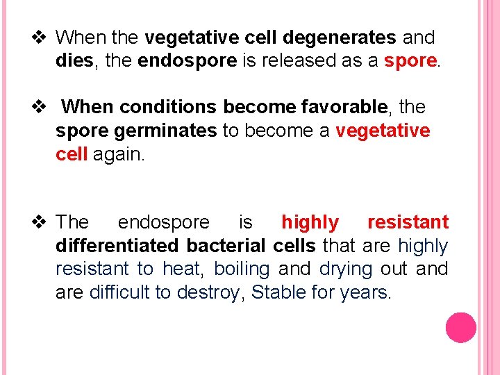 v When the vegetative cell degenerates and dies, the endospore is released as a