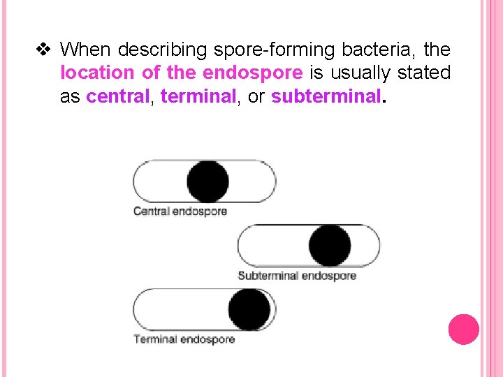 v When describing spore-forming bacteria, the location of the endospore is usually stated as