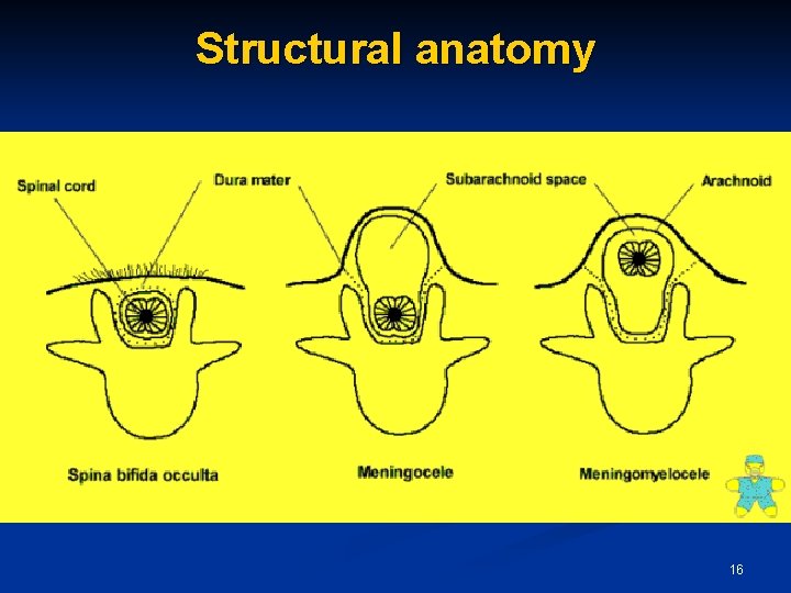 Structural anatomy 16 