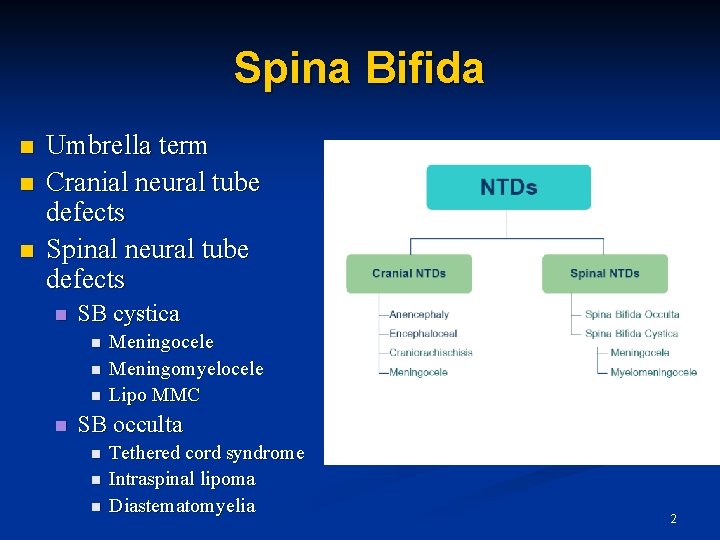 Spina Bifida n n n Umbrella term Cranial neural tube defects Spinal neural tube