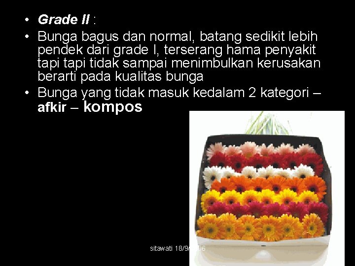  • Grade II : • Bunga bagus dan normal, batang sedikit lebih pendek