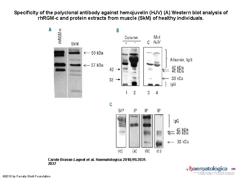 Specificity of the polyclonal antibody against hemojuvelin (HJV) (A) Western blot analysis of rh.