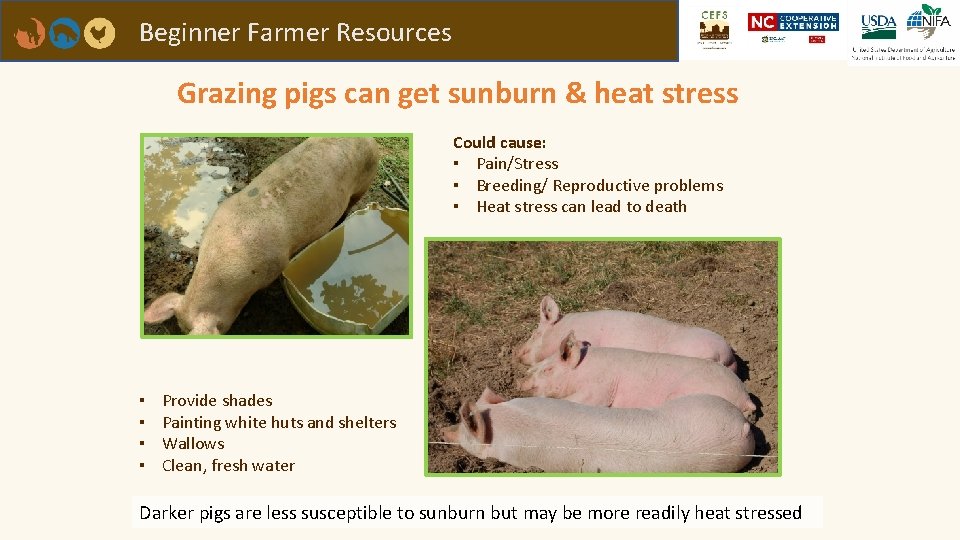 Beginner Farmer Resources Grazing pigs can get sunburn & heat stress Could cause: ▪
