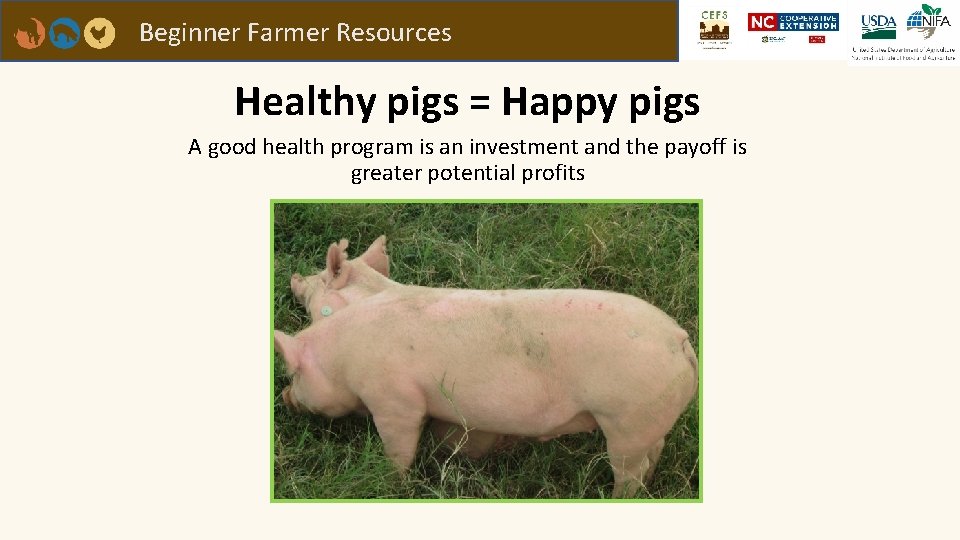 Beginner Farmer Resources Healthy pigs = Happy pigs A good health program is an