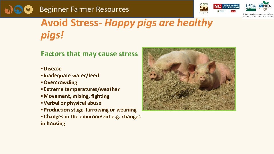 Beginner Farmer Resources Avoid Stress- Happy pigs are healthy pigs! Factors that may cause