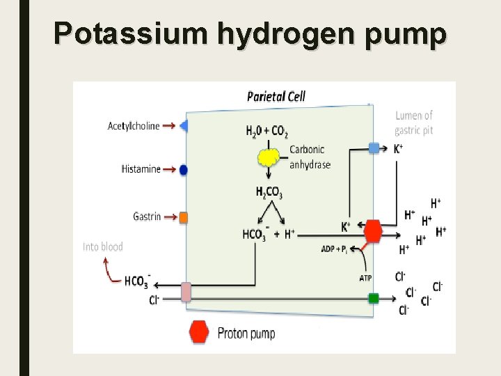 Potassium hydrogen pump 