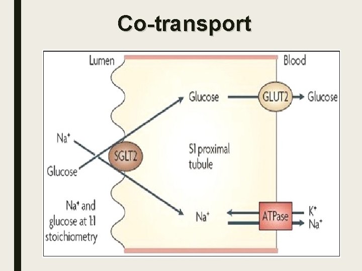 Co-transport 