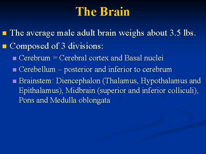 The Brain The average male adult brain weighs about 3. 5 lbs. n Composed