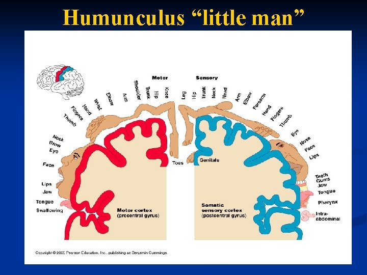 Humunculus “little man” 