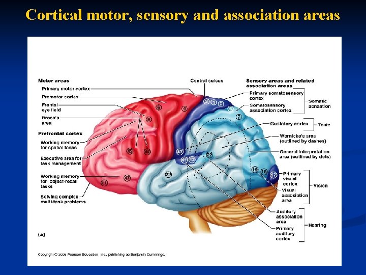 Cortical motor, sensory and association areas 