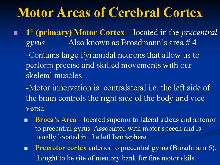 Motor Areas of Cerebral Cortex n 1° (primary) Motor Cortex – located in the