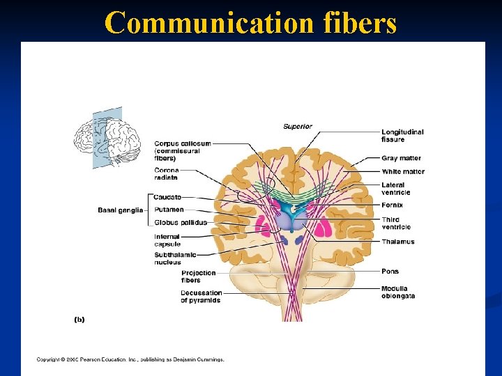 Communication fibers 