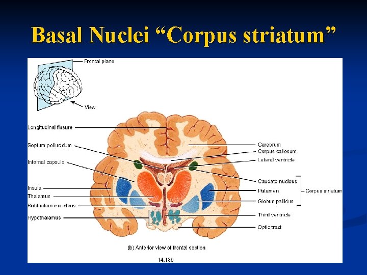 Basal Nuclei “Corpus striatum” 
