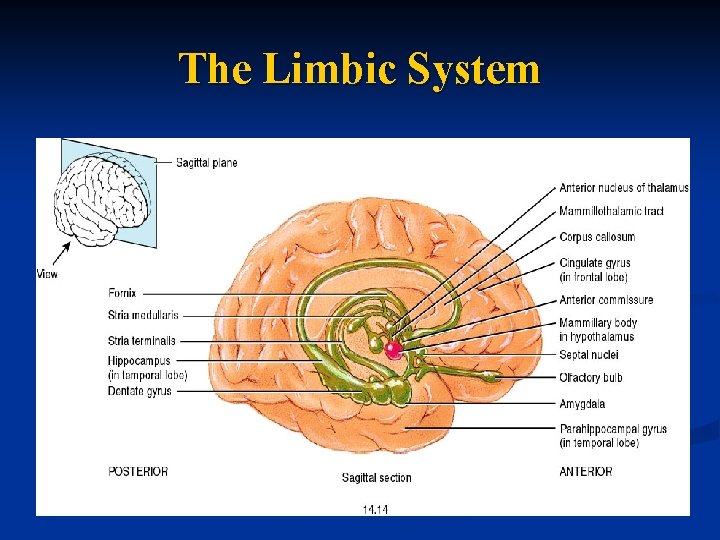 The Limbic System 