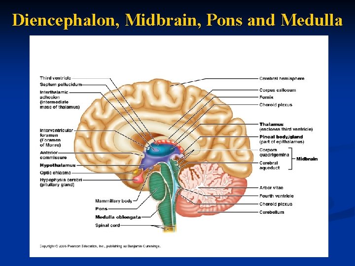 Diencephalon, Midbrain, Pons and Medulla 
