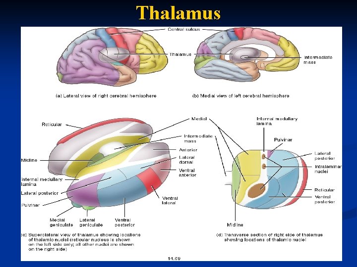 Thalamus 