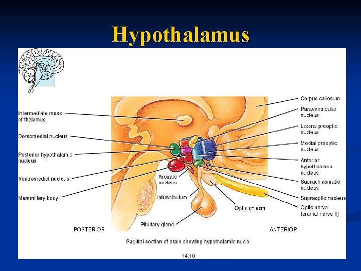 Hypothalamus 