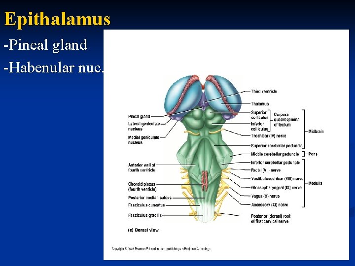 Epithalamus -Pineal gland -Habenular nuc. 