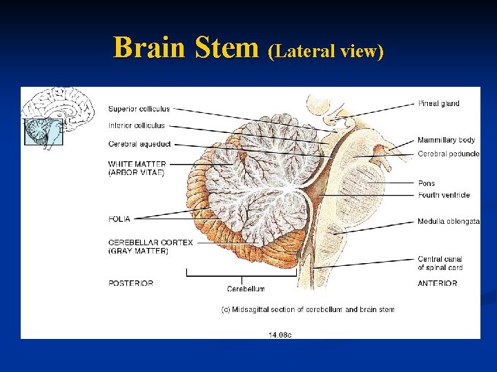 Brain Stem (Lateral view) 
