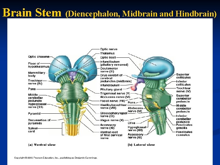 Brain Stem (Diencephalon, Midbrain and Hindbrain) 