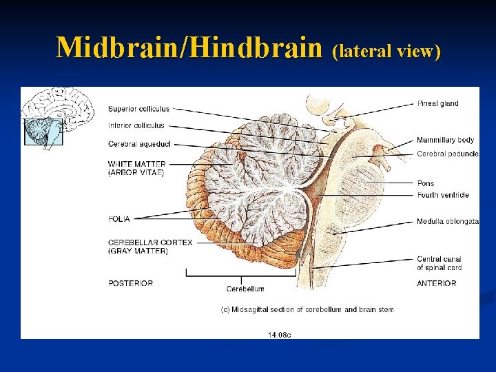 Midbrain/Hindbrain (lateral view) 