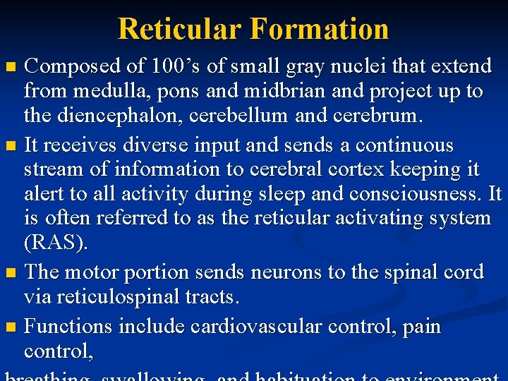 Reticular Formation Composed of 100’s of small gray nuclei that extend from medulla, pons