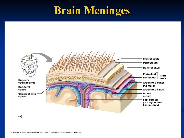 Brain Meninges 