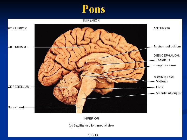 Pons 