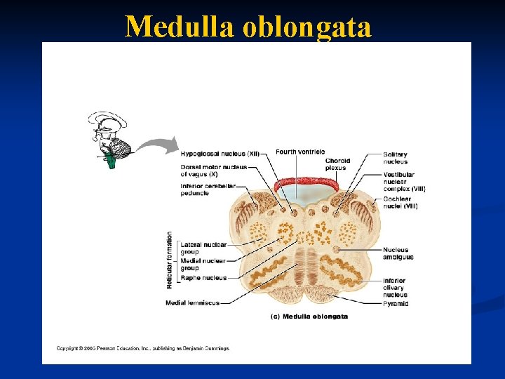 Medulla oblongata 