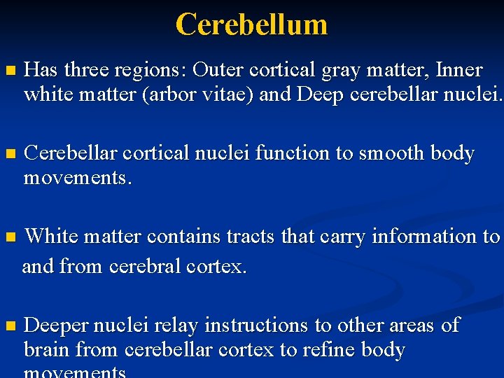 Cerebellum n Has three regions: Outer cortical gray matter, Inner white matter (arbor vitae)
