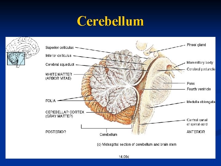 Cerebellum 