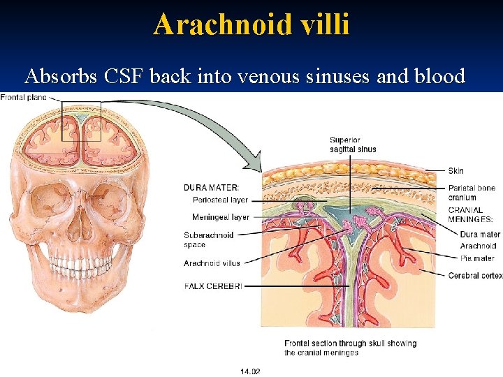 Arachnoid villi Absorbs CSF back into venous sinuses and blood 