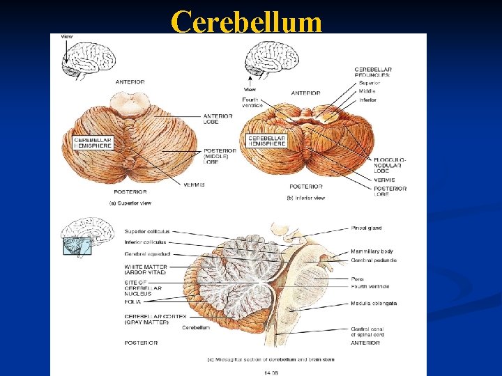 Cerebellum 