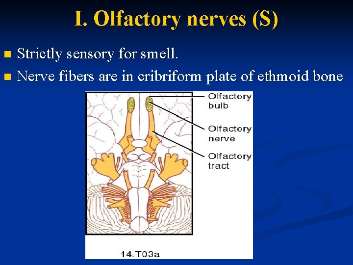 I. Olfactory nerves (S) Strictly sensory for smell. n Nerve fibers are in cribriform