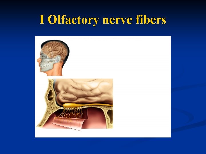 I Olfactory nerve fibers 