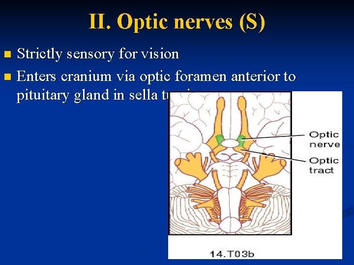 II. Optic nerves (S) Strictly sensory for vision n Enters cranium via optic foramen