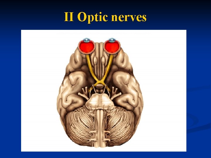 II Optic nerves 