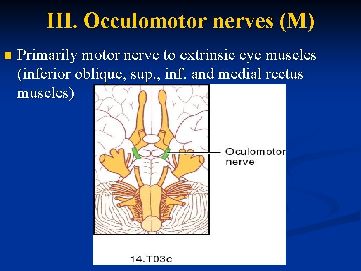 III. Occulomotor nerves (M) n Primarily motor nerve to extrinsic eye muscles (inferior oblique,
